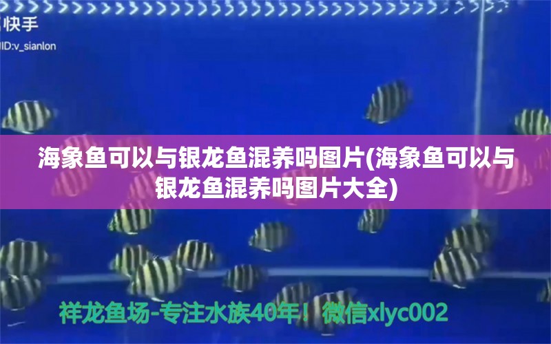 海象魚可以與銀龍魚混養(yǎng)嗎圖片(海象魚可以與銀龍魚混養(yǎng)嗎圖片大全) 海象魚