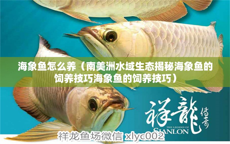 海象魚怎么養(yǎng)（南美洲水域生態(tài)揭秘海象魚的飼養(yǎng)技巧海象魚的飼養(yǎng)技巧） 虎斑恐龍魚 第2張