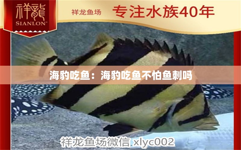 海豹吃魚(yú)：海豹吃魚(yú)不怕魚(yú)刺嗎