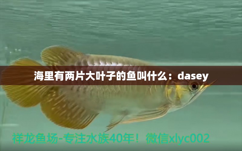 海里有兩片大葉子的魚叫什么：dasey