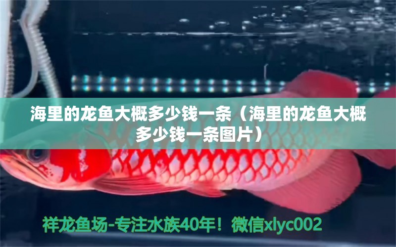 海里的龍魚大概多少錢一條（海里的龍魚大概多少錢一條圖片） 魚缸/水族箱