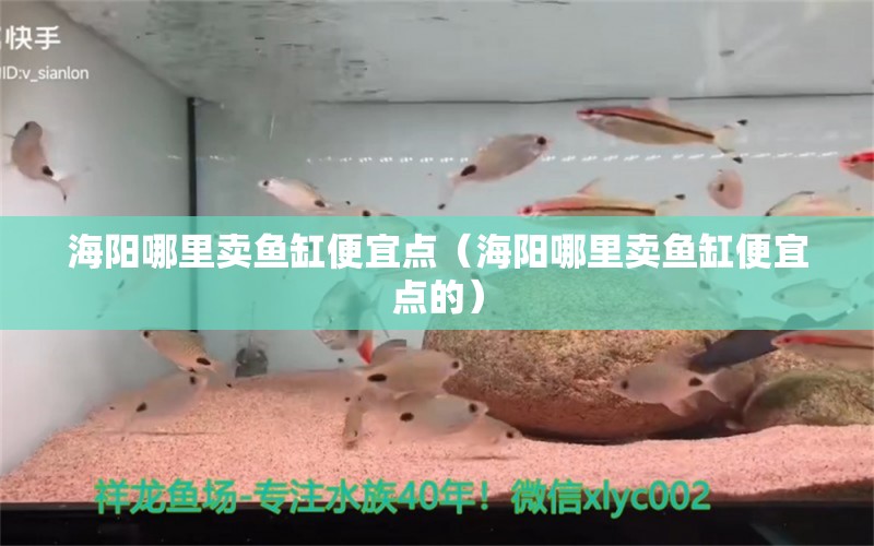 海陽(yáng)哪里賣(mài)魚(yú)缸便宜點(diǎn)（海陽(yáng)哪里賣(mài)魚(yú)缸便宜點(diǎn)的）