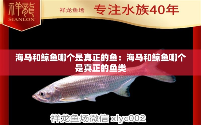 海馬和鯨魚哪個是真正的魚：海馬和鯨魚哪個是真正的魚類 噴點菠蘿魚