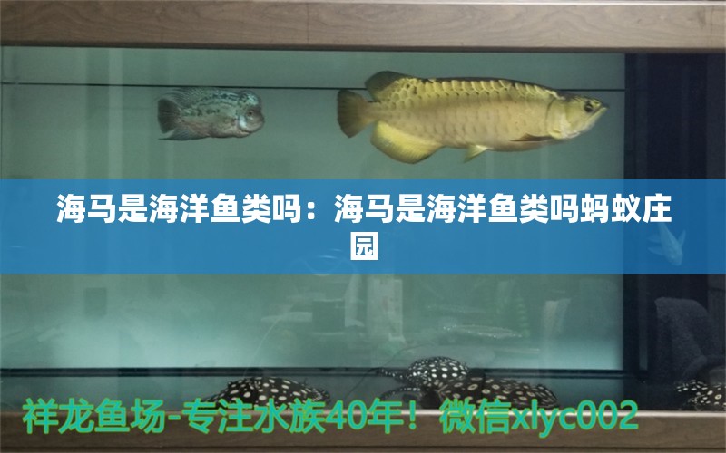 海馬是海洋魚類嗎：海馬是海洋魚類嗎螞蟻莊園