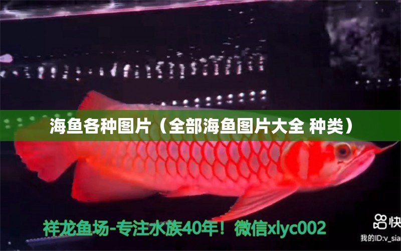 海魚各種圖片（全部海魚圖片大全 種類） 虎紋銀版魚