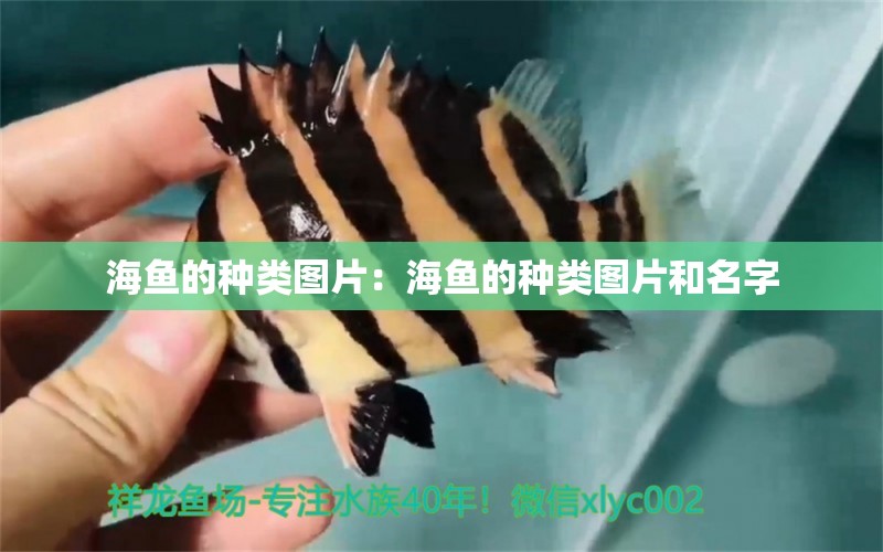 海魚的種類圖片：海魚的種類圖片和名字