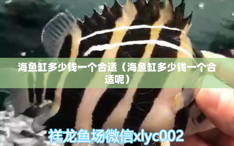 海魚缸多少錢一個合適（海魚缸多少錢一個合適呢） 龍魚專用燈