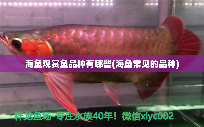 海魚觀賞魚品種有哪些(海魚常見的品種) 其它水族用具設(shè)備