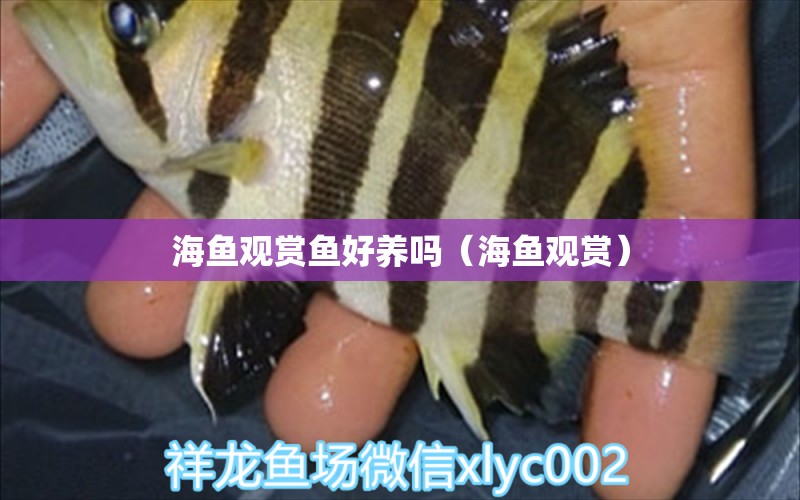 海魚觀賞魚好養(yǎng)嗎（海魚觀賞） 廣州觀賞魚批發(fā)市場