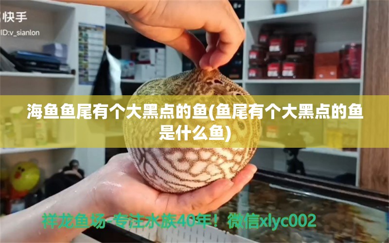 海魚魚尾有個大黑點的魚(魚尾有個大黑點的魚是什么魚) 伊巴卡魚