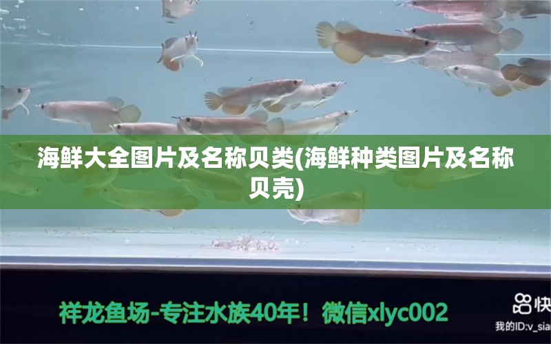 海鮮大全圖片及名稱貝類(海鮮種類圖片及名稱貝殼) 綠皮辣椒小紅龍