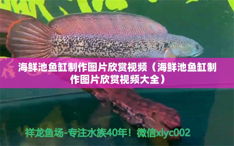 海鮮池魚缸制作圖片欣賞視頻（海鮮池魚缸制作圖片欣賞視頻大全）