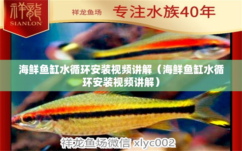 海鮮魚(yú)缸水循環(huán)安裝視頻講解（海鮮魚(yú)缸水循環(huán)安裝視頻講解） 非洲象鼻魚(yú)