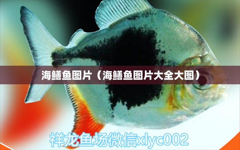 海鱔魚圖片（海鱔魚圖片大全大圖）