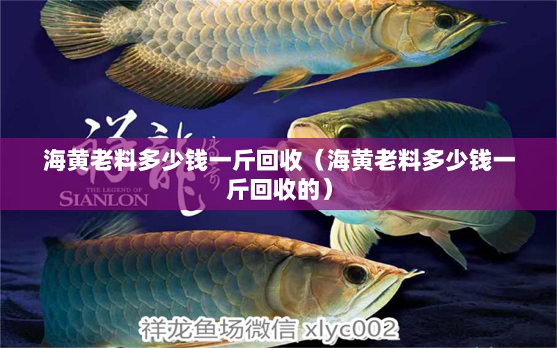 海黃老料多少錢一斤回收（海黃老料多少錢一斤回收的）