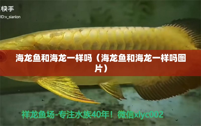 海龍魚和海龍一樣嗎（海龍魚和海龍一樣嗎圖片）