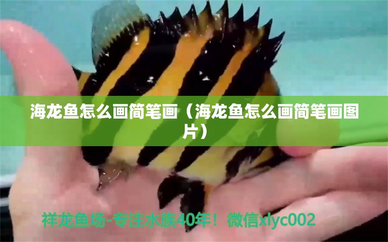 海龍魚怎么畫簡(jiǎn)筆畫（海龍魚怎么畫簡(jiǎn)筆畫圖片）