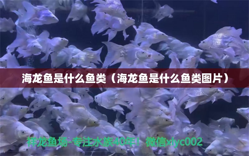 海龍魚是什么魚類（海龍魚是什么魚類圖片）