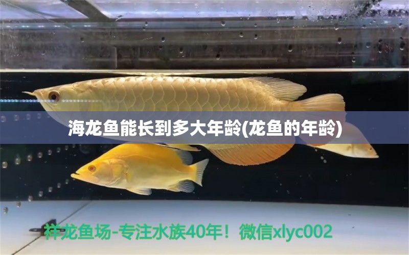 海龍魚(yú)能長(zhǎng)到多大年齡(龍魚(yú)的年齡) 玫瑰銀版魚(yú)