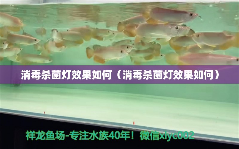 消毒殺菌燈效果如何（消毒殺菌燈效果如何） 銀古魚(yú)苗