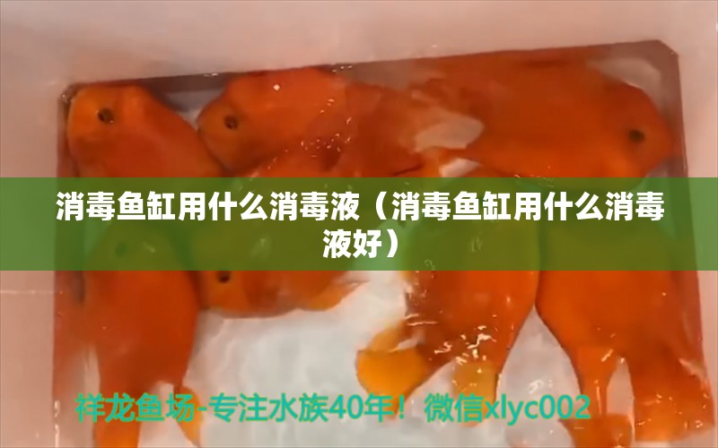 消毒魚缸用什么消毒液（消毒魚缸用什么消毒液好）