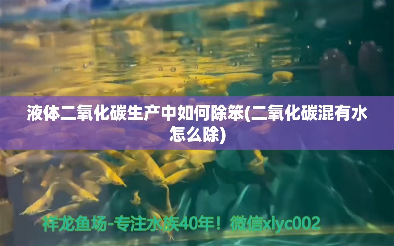 液體二氧化碳生產中如何除笨(二氧化碳混有水怎么除) 二氧化碳設備