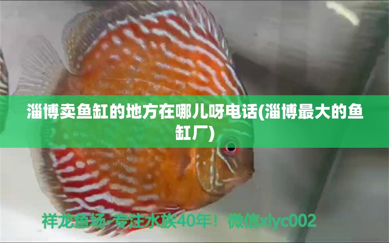 淄博賣魚缸的地方在哪兒呀電話(淄博最大的魚缸廠)