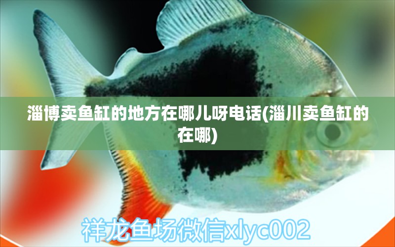 淄博賣魚缸的地方在哪兒呀電話(淄川賣魚缸的在哪)