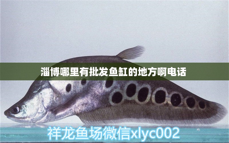 淄博哪里有批發(fā)魚缸的地方啊電話  黃吉金龍（白子金龍魚）