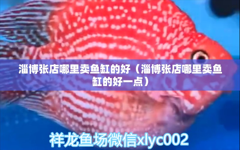 淄博張店哪里賣魚缸的好（淄博張店哪里賣魚缸的好一點(diǎn)）