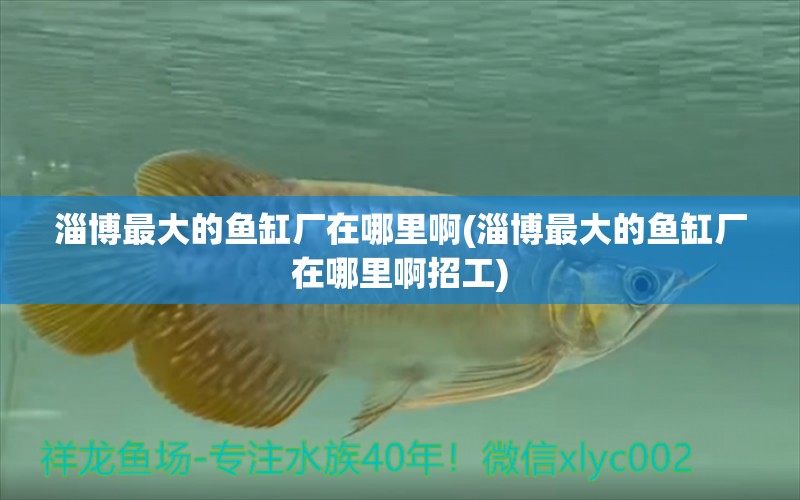 淄博最大的魚缸廠在哪里啊(淄博最大的魚缸廠在哪里啊招工) 眼斑魚