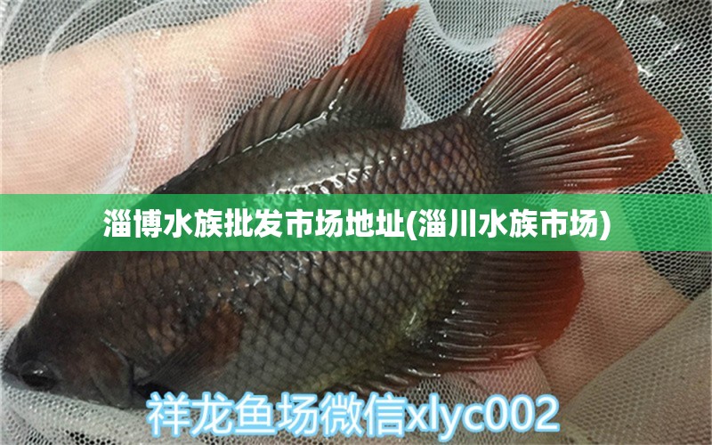 淄博水族批發(fā)市場地址(淄川水族市場) 觀賞魚水族批發(fā)市場