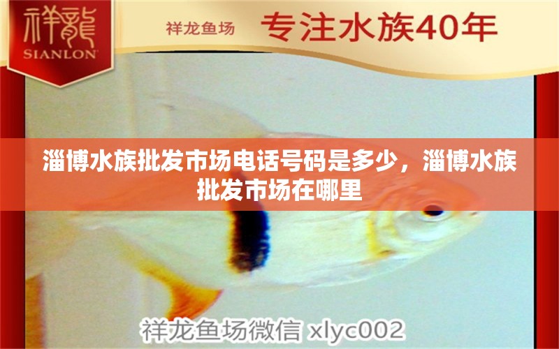 淄博水族批發(fā)市場電話號碼是多少，淄博水族批發(fā)市場在哪里 觀賞魚水族批發(fā)市場