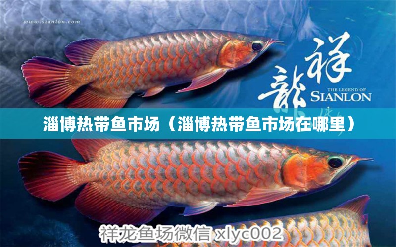 淄博熱帶魚市場（淄博熱帶魚市場在哪里）