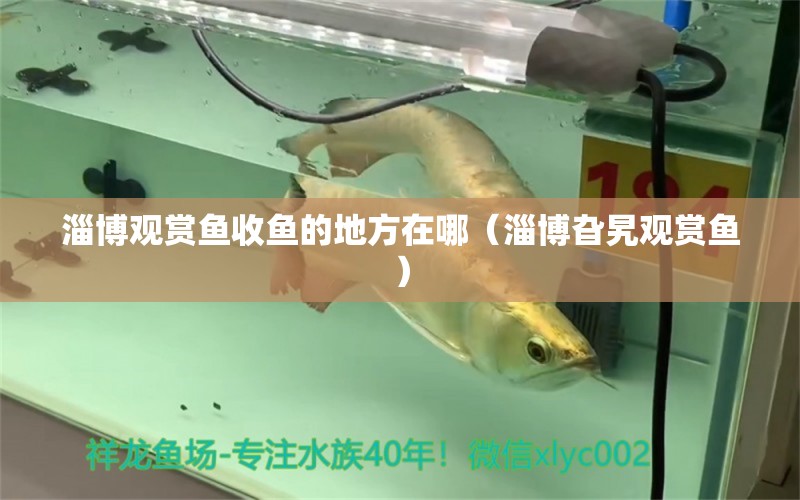 淄博觀賞魚(yú)收魚(yú)的地方在哪（淄博旮旯觀賞魚(yú)） 廣州景觀設(shè)計(jì)