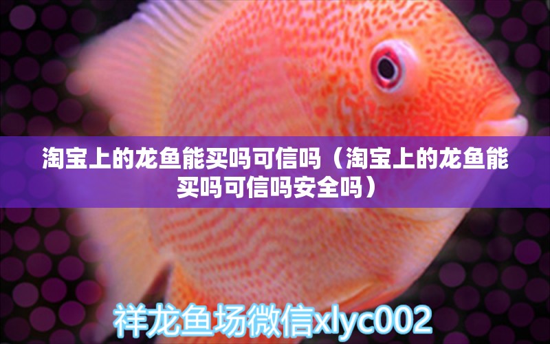 淘寶上的龍魚能買嗎可信嗎（淘寶上的龍魚能買嗎可信嗎安全嗎） 網(wǎng)上購(gòu)買觀賞魚