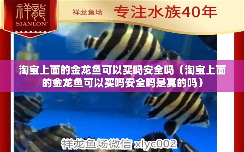 淘寶上面的金龍魚可以買嗎安全嗎（淘寶上面的金龍魚可以買嗎安全嗎是真的嗎）