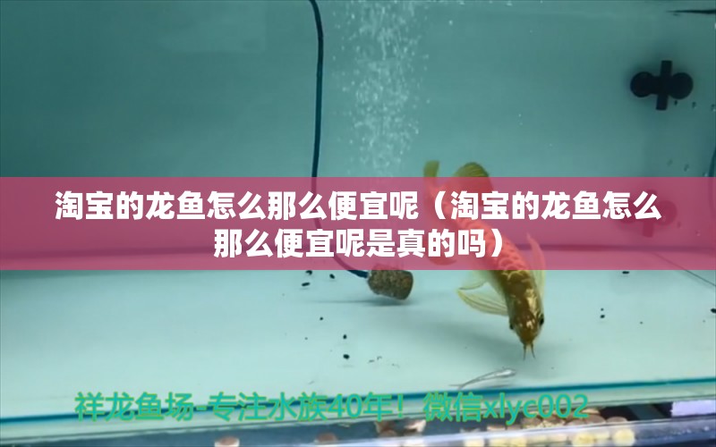 淘寶的龍魚怎么那么便宜呢（淘寶的龍魚怎么那么便宜呢是真的嗎） 網(wǎng)上購買觀賞魚