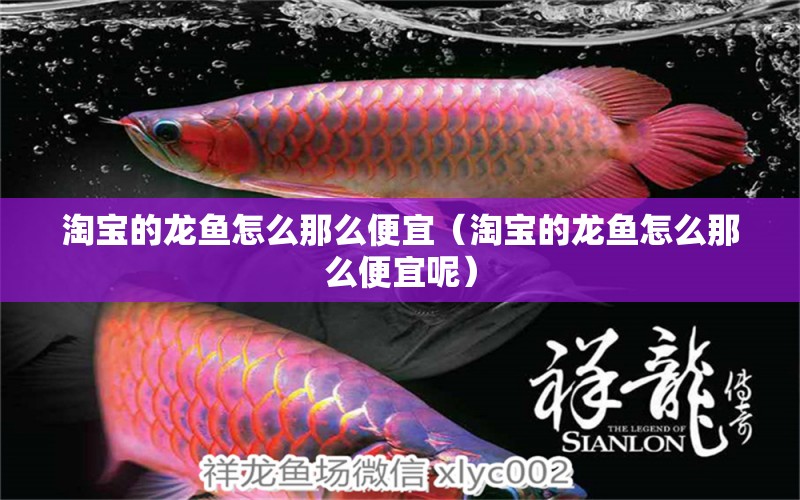 淘寶的龍魚怎么那么便宜（淘寶的龍魚怎么那么便宜呢） 網(wǎng)上購買觀賞魚