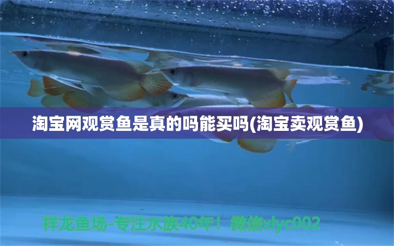 淘寶網(wǎng)觀賞魚是真的嗎能買嗎(淘寶賣觀賞魚) 觀賞龜/鱉飼料