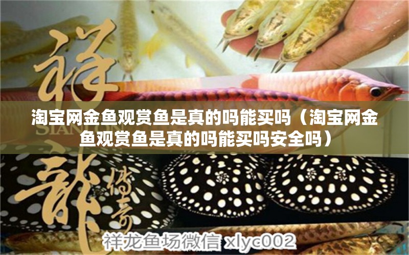 淘寶網(wǎng)金魚觀賞魚是真的嗎能買嗎（淘寶網(wǎng)金魚觀賞魚是真的嗎能買嗎安全嗎） 網(wǎng)上購(gòu)買觀賞魚