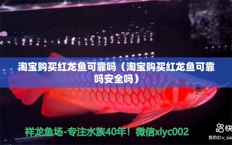 淘寶購(gòu)買紅龍魚可靠嗎（淘寶購(gòu)買紅龍魚可靠嗎安全嗎）