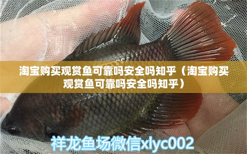 淘寶購(gòu)買觀賞魚可靠嗎安全嗎知乎（淘寶購(gòu)買觀賞魚可靠嗎安全嗎知乎）