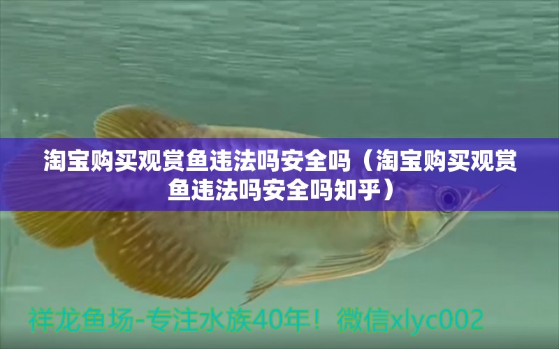 淘寶購(gòu)買觀賞魚違法嗎安全嗎（淘寶購(gòu)買觀賞魚違法嗎安全嗎知乎） 網(wǎng)上購(gòu)買觀賞魚