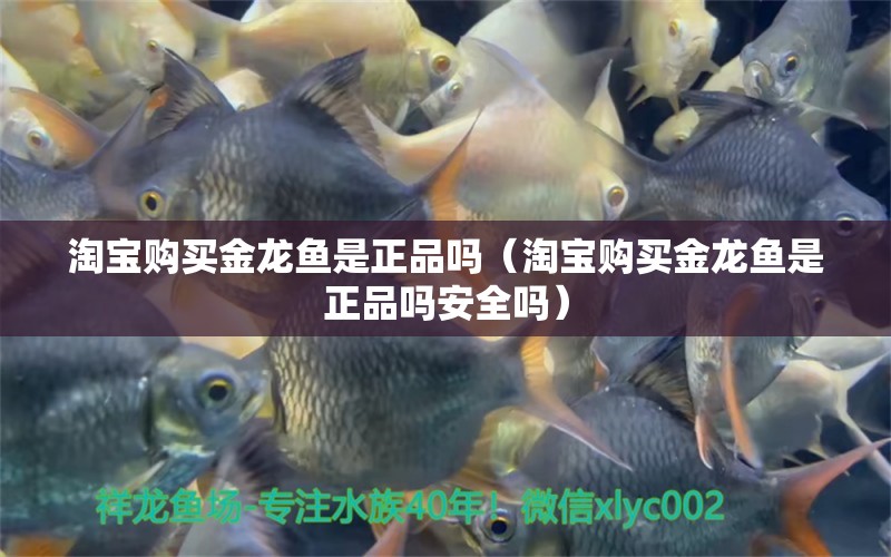 淘寶購(gòu)買金龍魚是正品嗎（淘寶購(gòu)買金龍魚是正品嗎安全嗎）