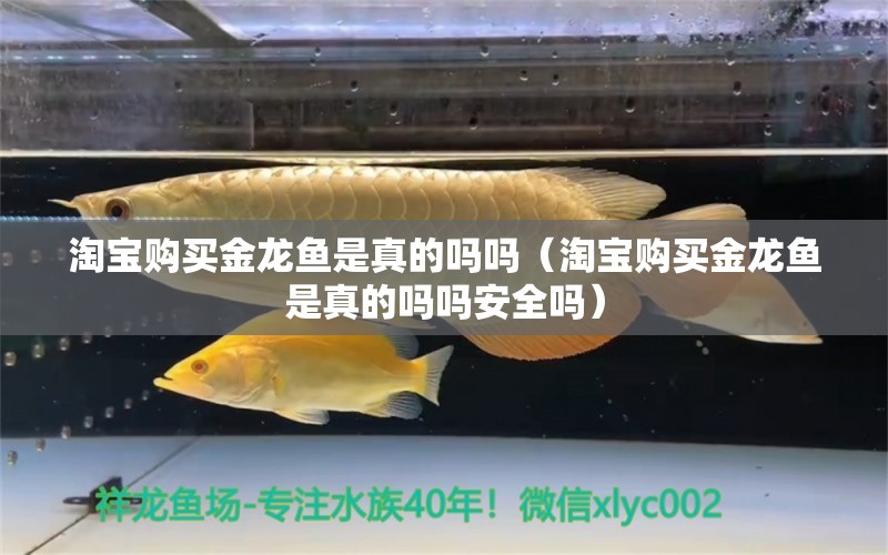 淘寶購(gòu)買金龍魚是真的嗎嗎（淘寶購(gòu)買金龍魚是真的嗎嗎安全嗎）