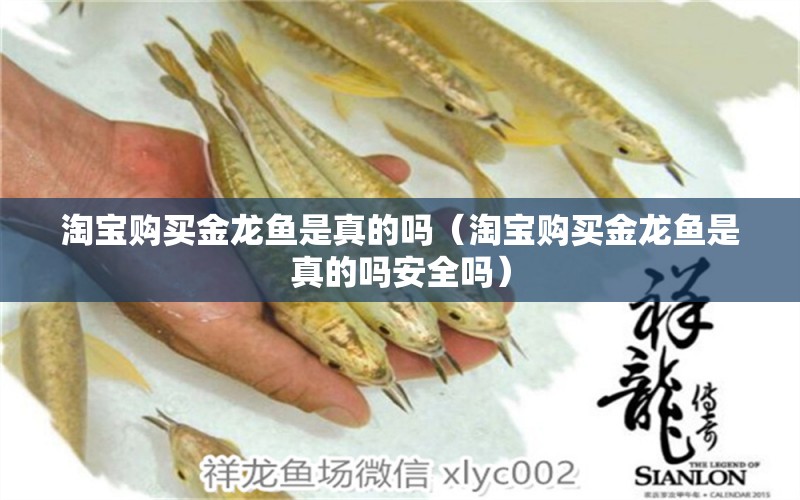 淘寶購(gòu)買金龍魚是真的嗎（淘寶購(gòu)買金龍魚是真的嗎安全嗎）