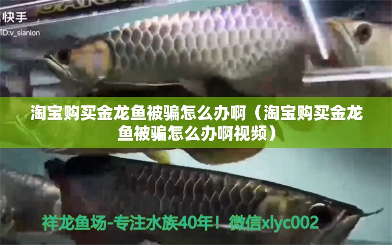 淘寶購(gòu)買金龍魚被騙怎么辦?。ㄌ詫氋?gòu)買金龍魚被騙怎么辦啊視頻）