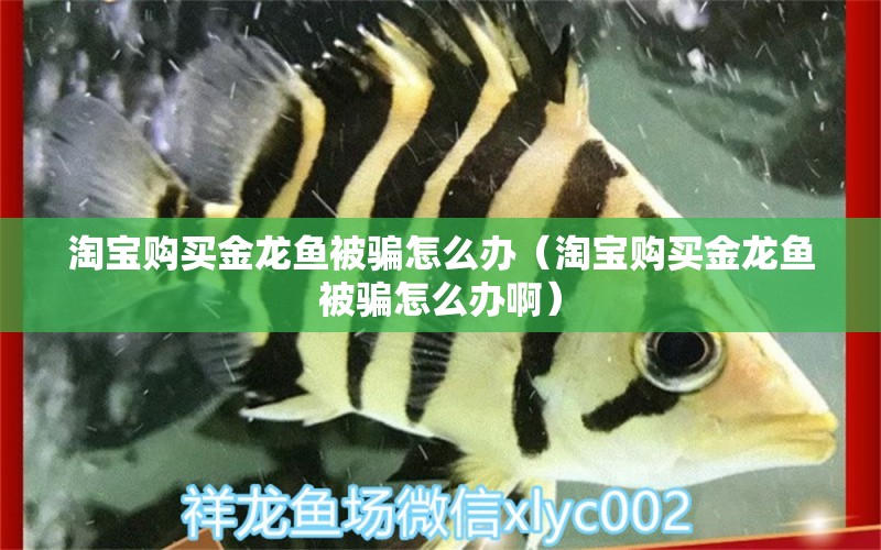 淘寶購買金龍魚被騙怎么辦（淘寶購買金龍魚被騙怎么辦?。? title=