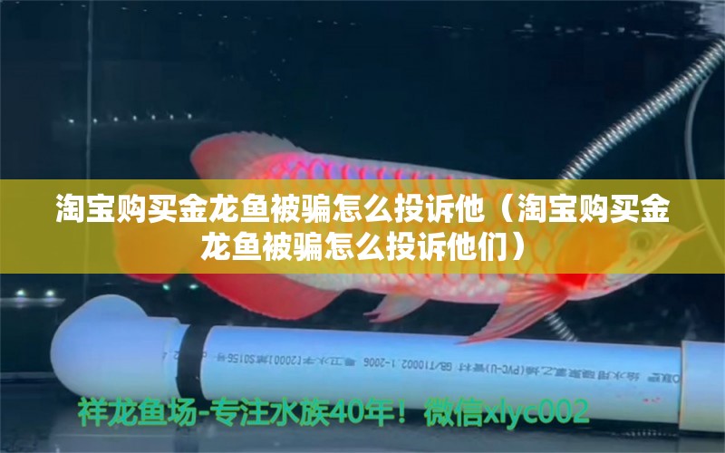 淘寶購買金龍魚被騙怎么投訴他（淘寶購買金龍魚被騙怎么投訴他們） 網(wǎng)上購買觀賞魚